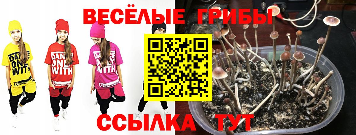 Псилоцибиновые грибы Psilocybe  Вход с VPN  Псилоцибиновые грибы прущие грибы  Тосно 